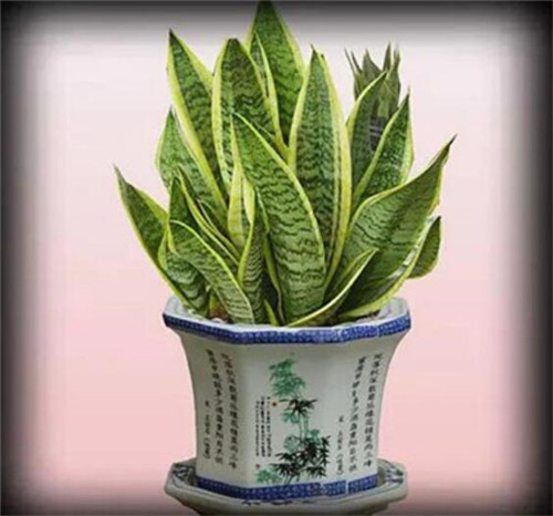 除甲醛植物有哪些  十大除甲醛植物推荐