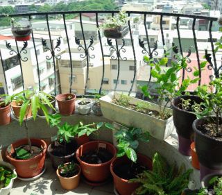 锌钢阳台护栏盆栽植物图片