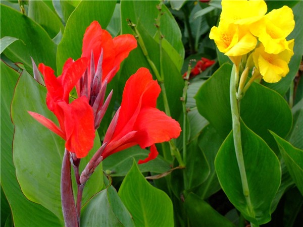 除味植物 除味植物