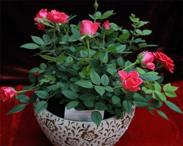 除味植物 除味植物